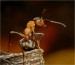 mravenec1